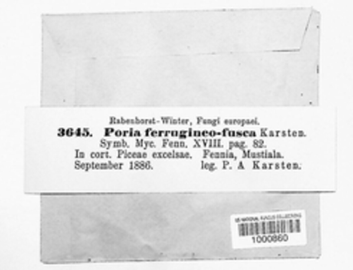 Poria ferrugineofusca image